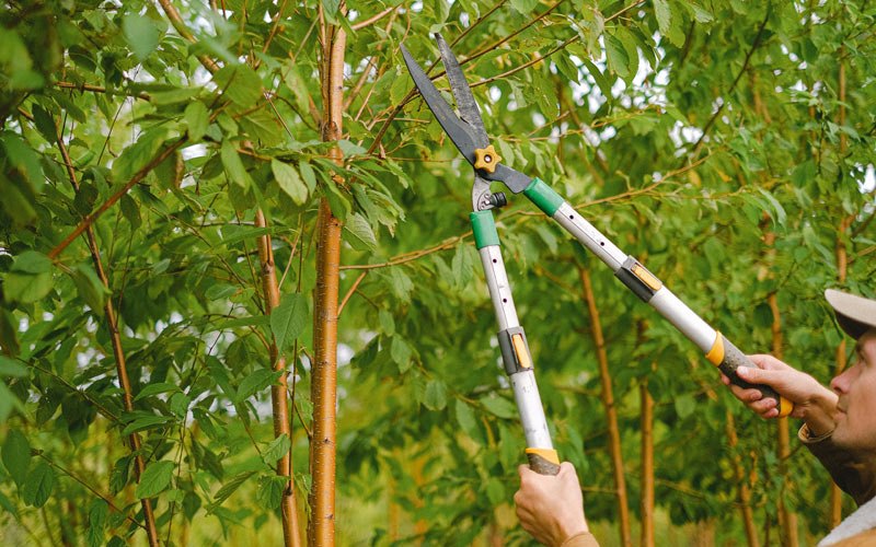 Tree trimming in New Trenton, IN